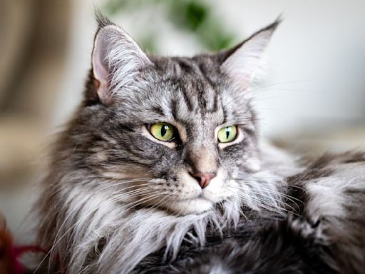 Maine Coon Cat Barks at People Who Displease Her Just Like a Dog