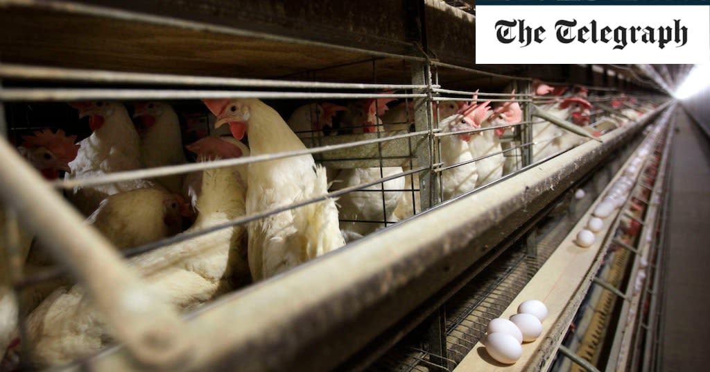 US probes nearly 70 suspected human cases of H5N1 bird flu