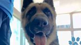 Maverick is our Pet of the Week - East Idaho News