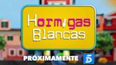 Hormigas blancas