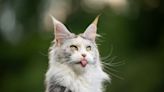 7 Great Reasons Maine Coon Cats Make the Best Pets