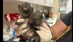 ‘Kittens’ found near Arizona shed turn out to be a bit more wild. See the ‘tiny babies’