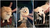 Rescatan a casi 400 perros que sufrían maltrato animal en Edomex; algunos esperan ser adoptados