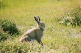 Creggan White Hare