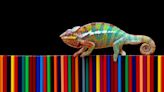 National Geographic's Video of a Chameleon Changing Colors Is Just the Coolest