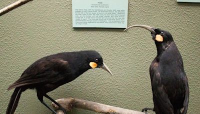 【有片】紐西蘭絕種神鳥羽毛90萬落槌 比黃金貴40倍--上報
