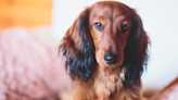 Dog Mom Has the Cutest Way of Showing How Tiny Her Dachshund Really Is