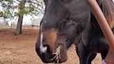 DCSO looking for horse, possibly stolen