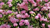 Encourage pretty geraniums to flower with easy gardening tip