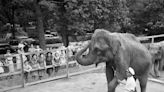 PHOTOS: What the Fort Worth Zoo looked like when great-grandma visited as a kid