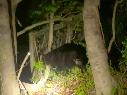 Second black bear sighting of the season is right next door in Montco