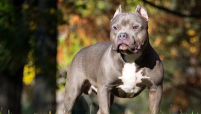 XL Bully dogs to be banned in Ireland later this year - Donegal Daily