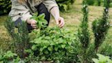 Mint should only be grown next to certain plants or it'll take over your garden