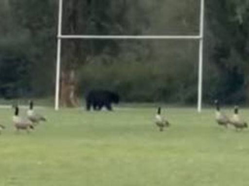 'Fame-hungry' bears force Canadian GAA club to cancel second match