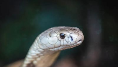 Homem morde cobra até a morte após ser atacado pelo réptil; entenda