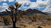 York Fire has destroyed biodiverse properties owned by Mojave Desert Land Trust