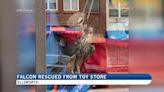 Watch: Falcon rescued from inside Maine toy store