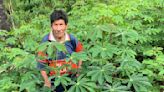 Cassava: The perilous past and promising future of a toxic but nourishing crop