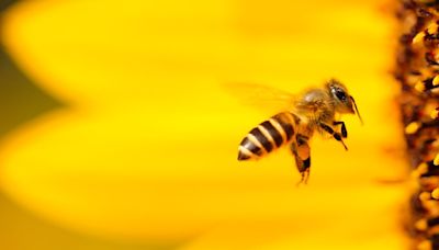 FOTO: Una abeja lo picó en el ojo y la víctima casi quedó ciega por el aguijón incrustado