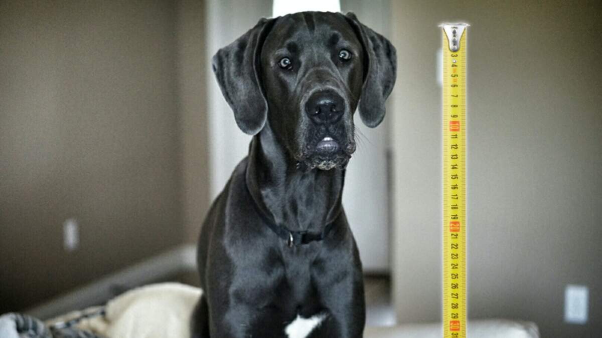 Meet Kevin: The Great Dane: Iowa’s Gentle Giant Sets World Record! | KAT 103.7FM | Hoss Michaels