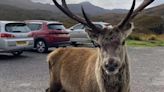 Beloved Highland Deer Put Down After Tourists Feed Him Junk Food - News18