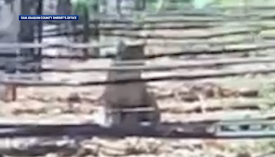 Community members react after San Joaquin County sheriff warns of 2 mountain lion sightings