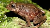 Hallan en Ecuador nueva especie de rana bautizada con nombre de conservacionista de EE.UU.