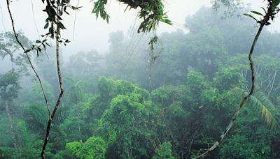 No, Dinosaurs Did Not Trudge Through Thick Rainforests