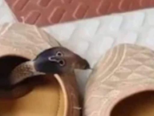 Viral Video Of Snake Hiding Inside Shoe Will Creep You Out - News18
