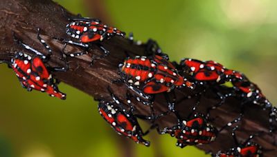 Spotted: Rocky River confirms first sighting of invasive bug