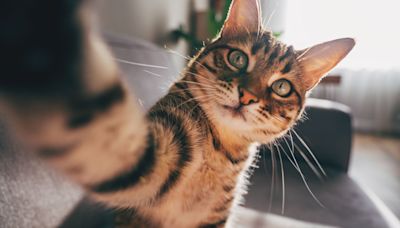 11 interesting cat facts you're bound to find a-meow-sing