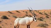 Defending Dubai’s last patch of pristine desert and its animals – how to see the ‘other side’ of the emirate