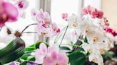 How To Grow And Care For Orchids So They'll Last For Years