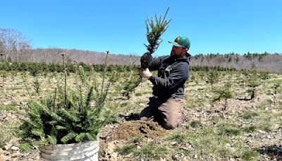 Summer on a Maine Christmas tree farm involves swinging swords and hydra heads