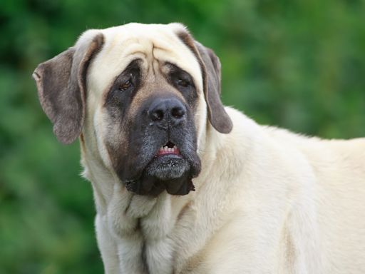 Giant Mastiff Patiently Waiting on Daily Treat From Mail Carrier Is the Best-Mannered Boy