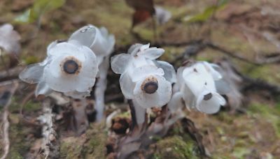 江西發現珍稀植物「幽冥之花」水晶蘭 一年藏地底300天