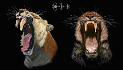 How saber-toothed cats’ baby teeth kept their adult fangs from breaking