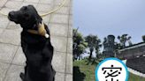 搜救犬遊花蓮「路見斜塔」秒衝上前救援 網友被萌翻：Emma去扶塔