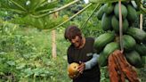 El reto de comer en Galápagos: cuando la seguridad alimentaria depende del continente