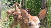 Common myths about 'abandoned' fawns — and what you should do if you find one