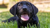 Dog's Confusion Over Her New Backyard Is Full of Innocent Sweetness