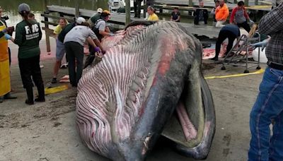 Protection plan stalls for rare Gulf whale