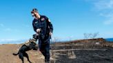 In Lahaina's torched rubble, a morbid task falls to tireless L.A. cadaver dogs