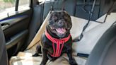 Keep your dog secure in the car with the leading dog car harnesses