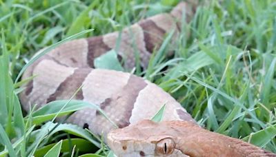 Copperhead snakes are more likely to bite you in SC right now. Here’s why