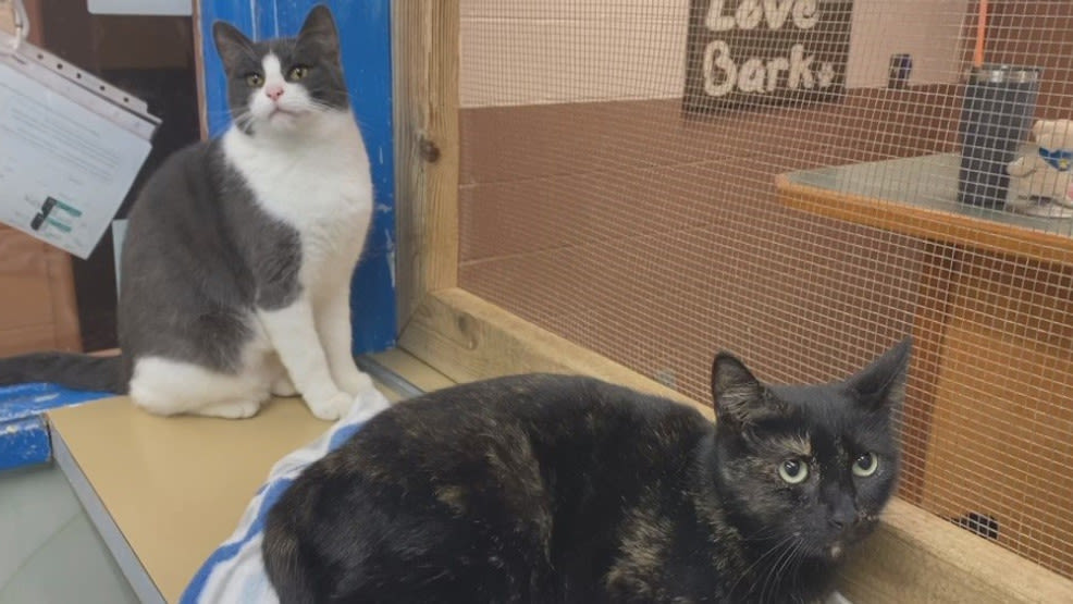 Coos County Animal Shelter reaches capacity, halts intake of cats and dogs