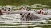 Pablo Escobar's Invasive 'Cocaine Hippos' To Be Relocated To Continents Around The World