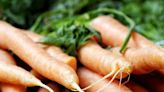 Tips for sowing carrot seeds