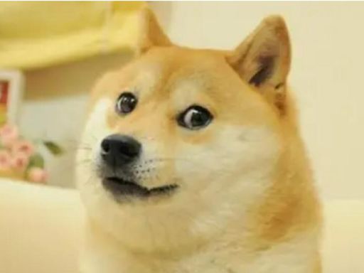 Murió Kabosu, la famosa perra que inspiró el meme Doge; le harán velorio y funeral