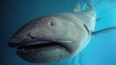 Pregnant megamouth shark seen for 1st time after female washes up dead with 7 pups